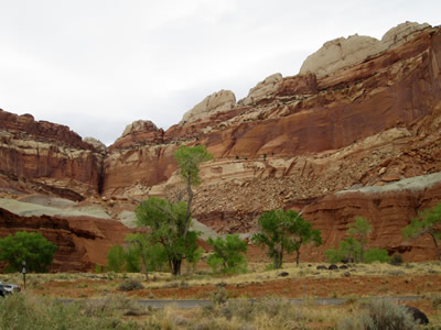 REEF ROCK